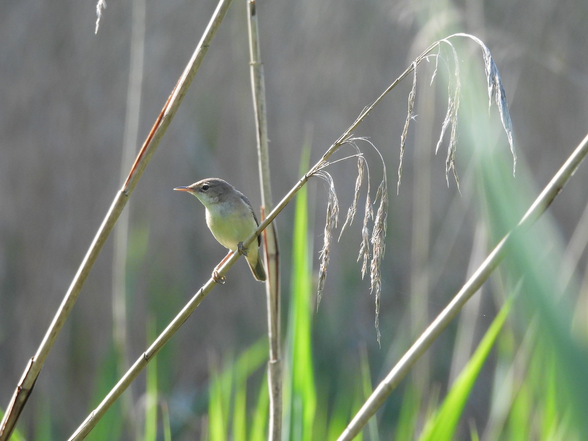 Common Reed Warbler - ML618885286