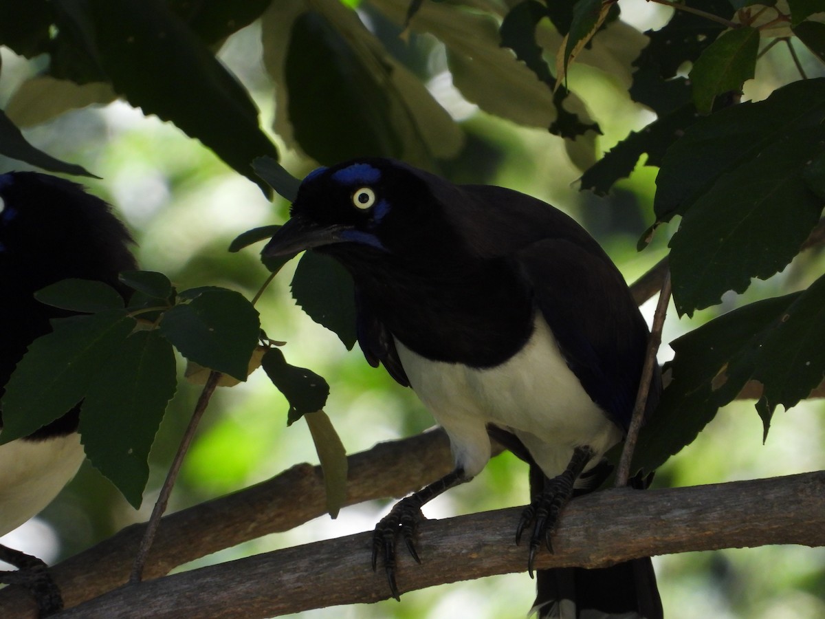 Black-chested Jay - Wilmer Dallos