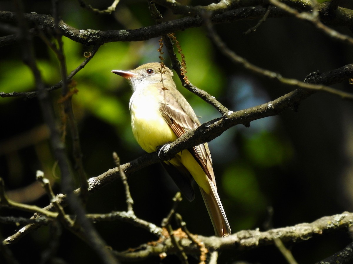 Great Crested Flycatcher - ML618885481