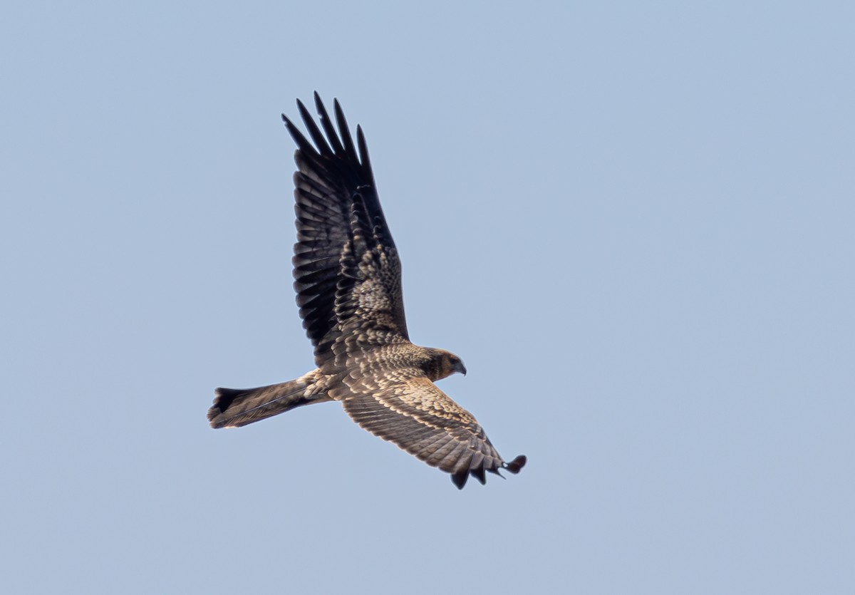 Spotted Harrier - ML618885502
