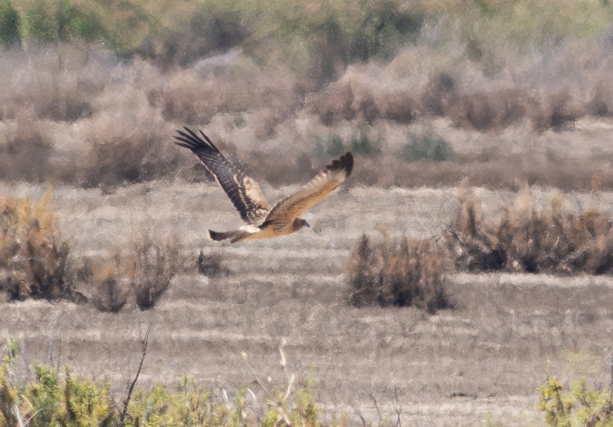 Spotted Harrier - ML618885503