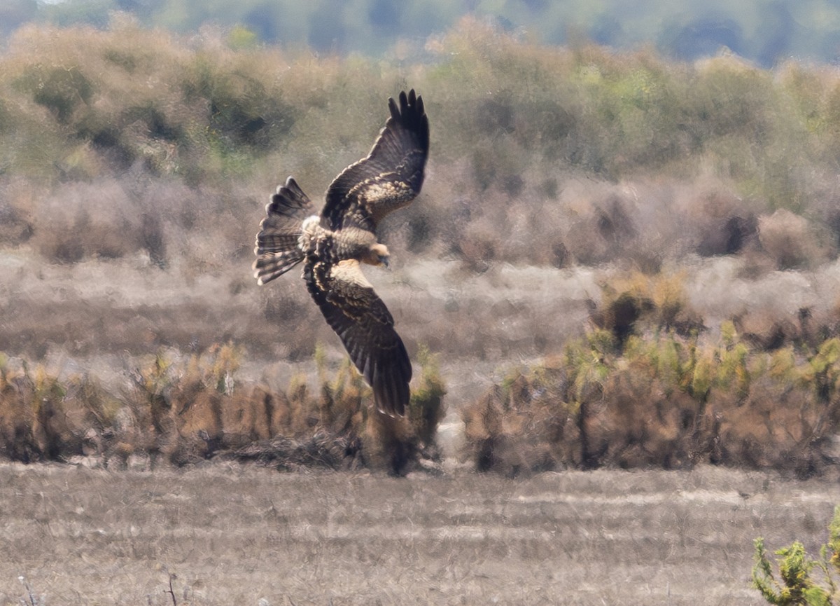 Spotted Harrier - ML618885504