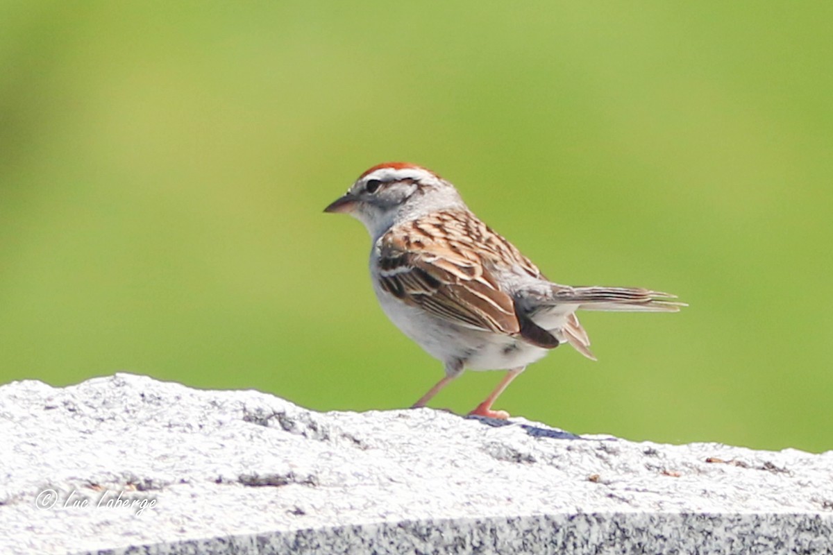 Chipping Sparrow - Luc Laberge