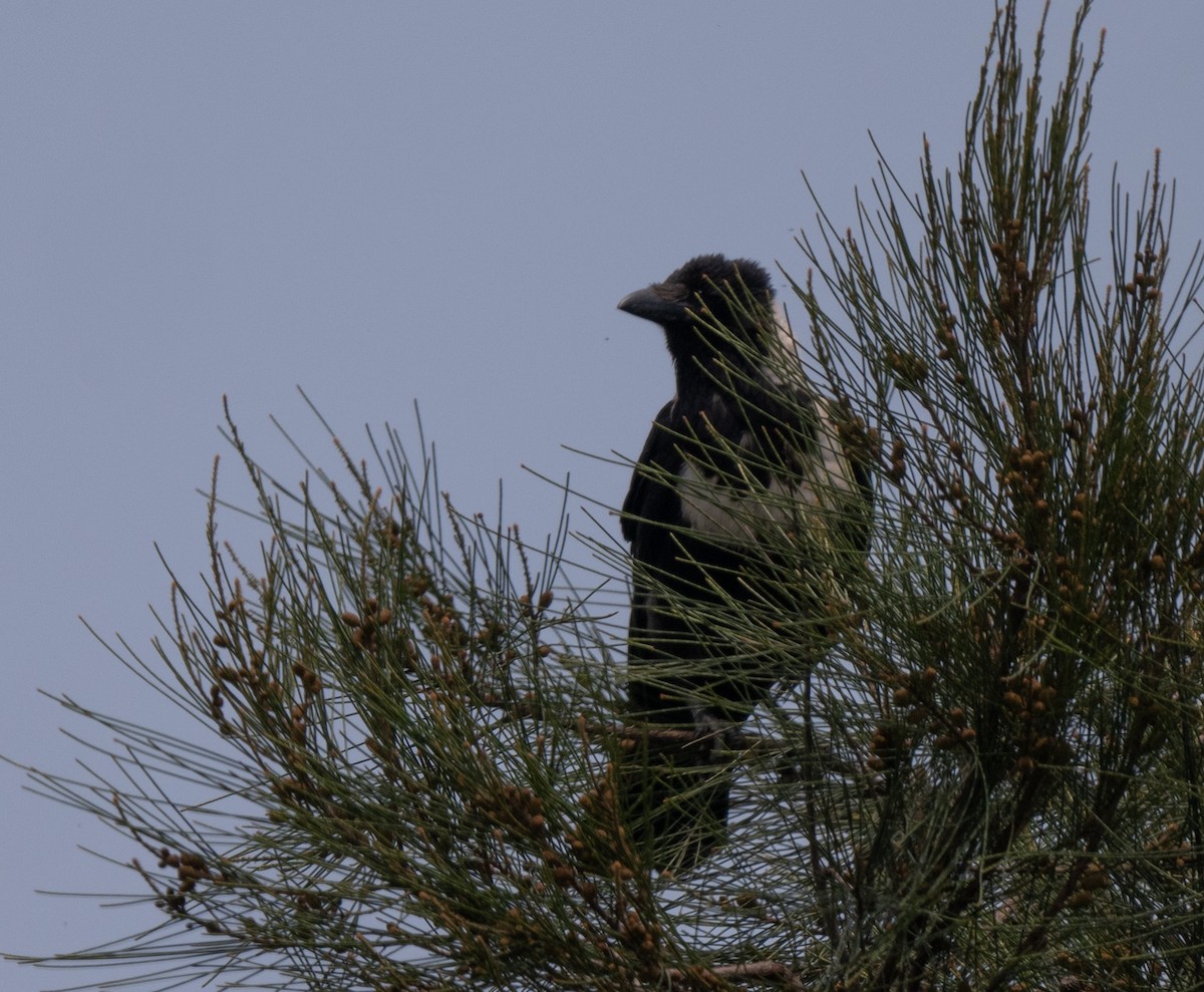 Collared Crow - ML618885529