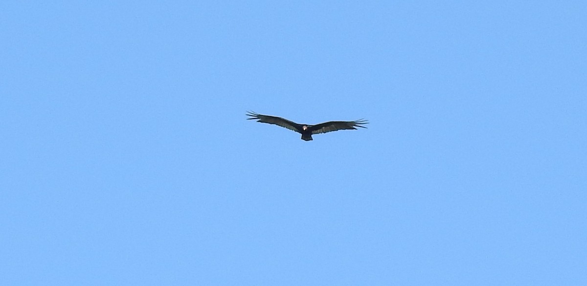 Turkey Vulture (Northern) - ML618885575
