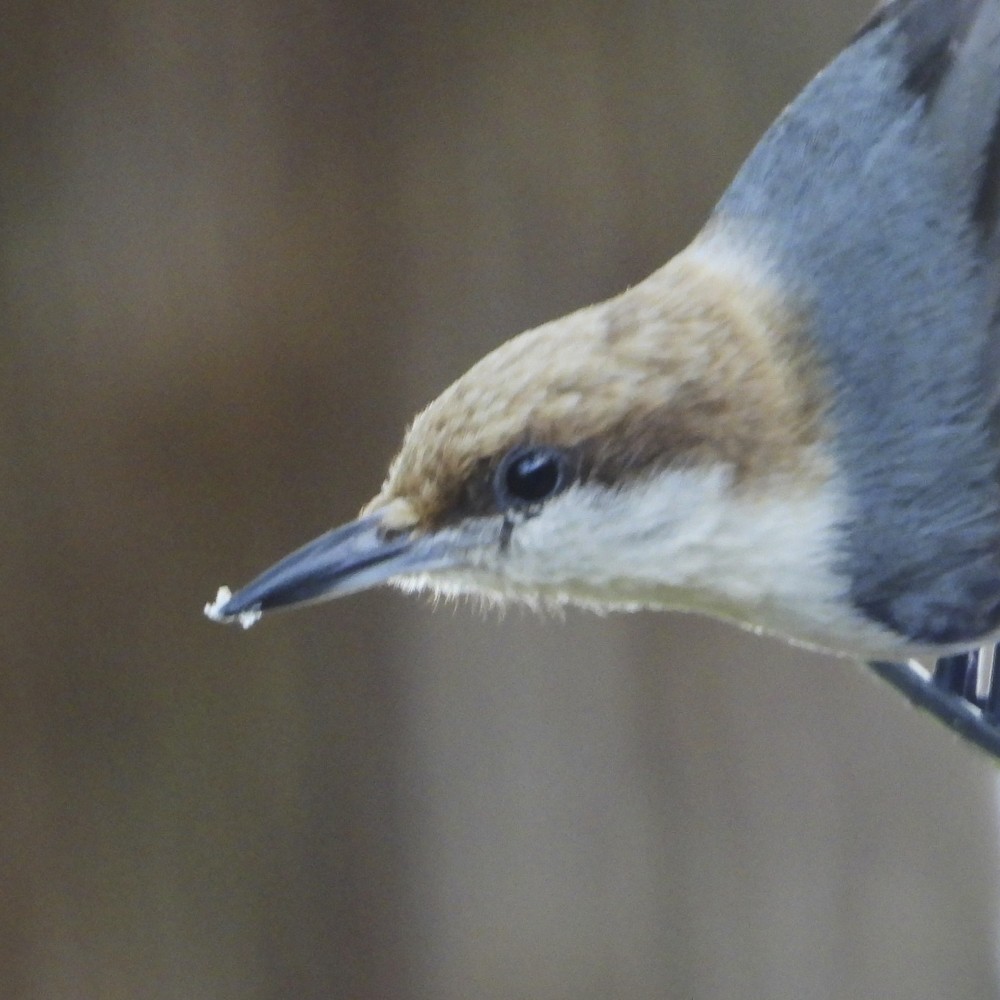Brown-headed Nuthatch - ML618885595