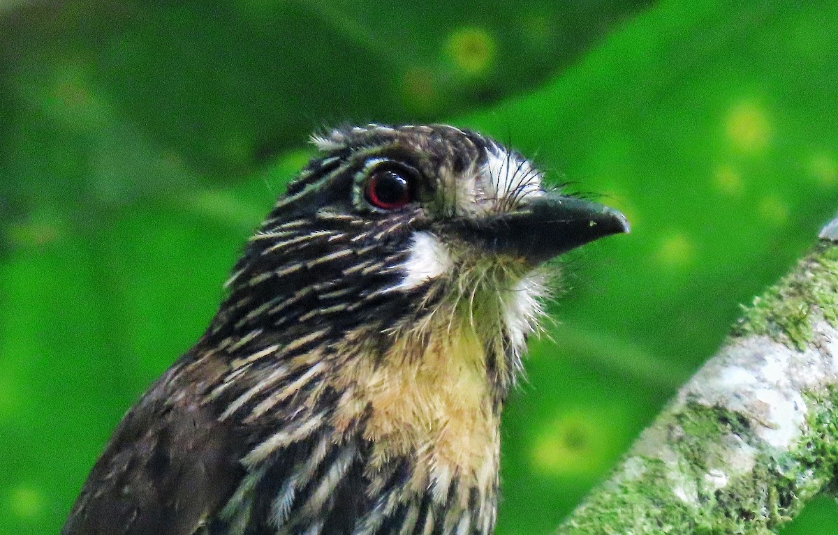 Black-streaked Puffbird - Hernán Álvarez