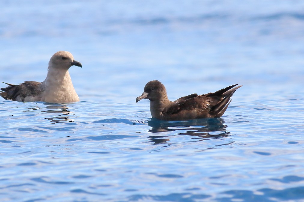 Flesh-footed Shearwater - ML618885697