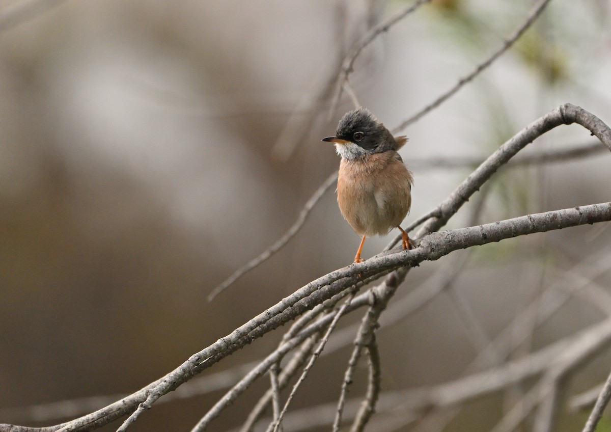 Spectacled Warbler - ML618885749