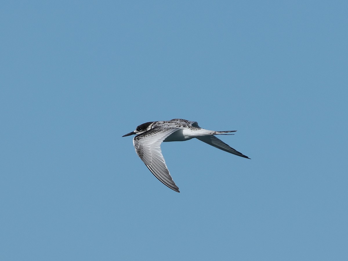 White-fronted Tern - ML618885757