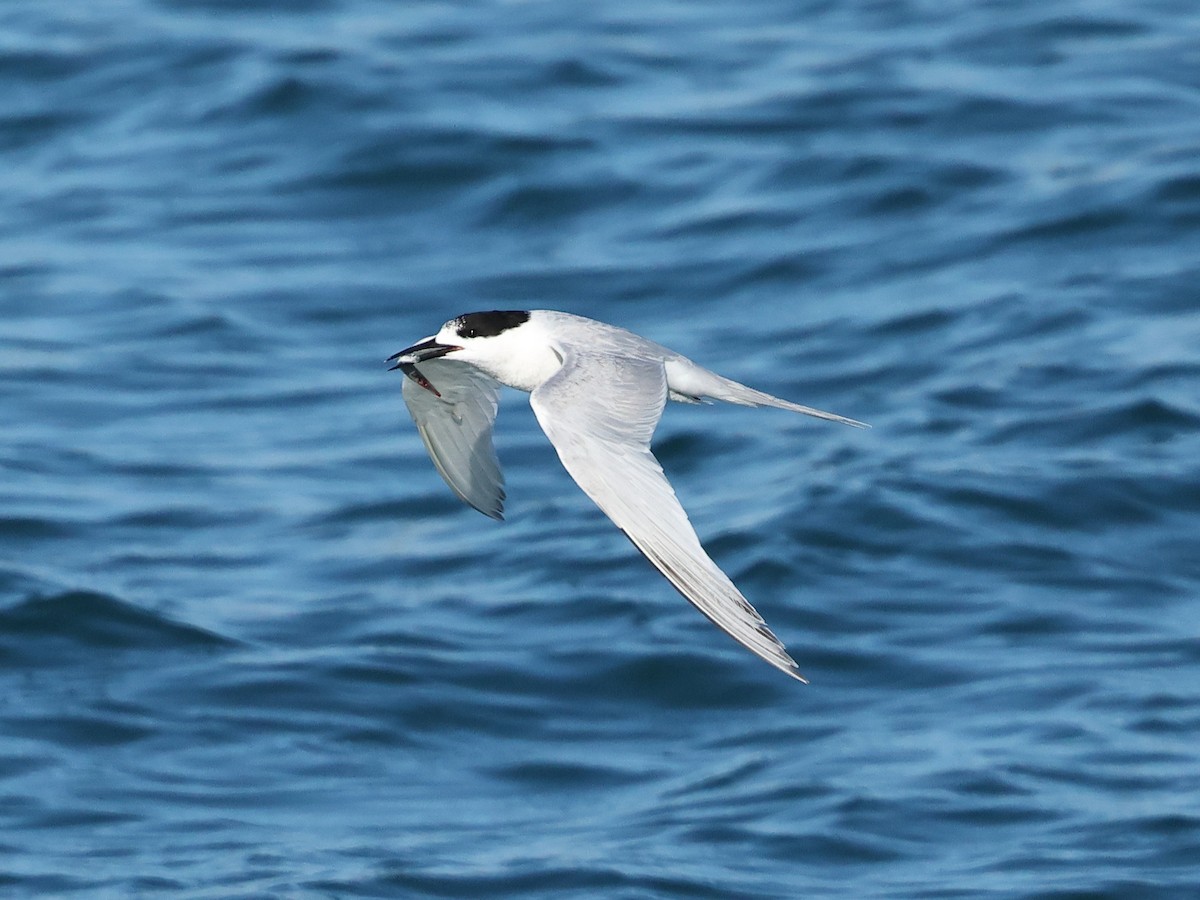 White-fronted Tern - ML618885758