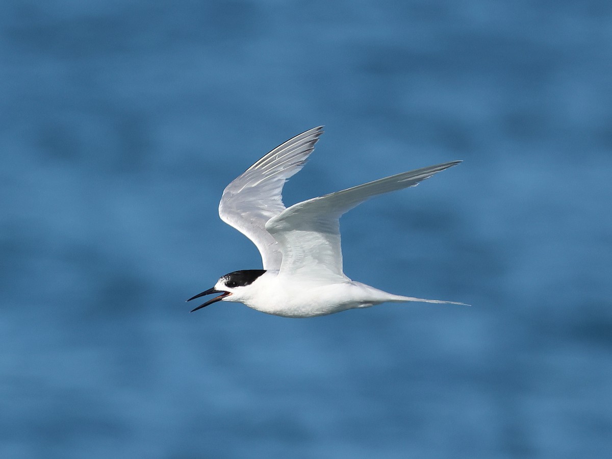 White-fronted Tern - ML618885759