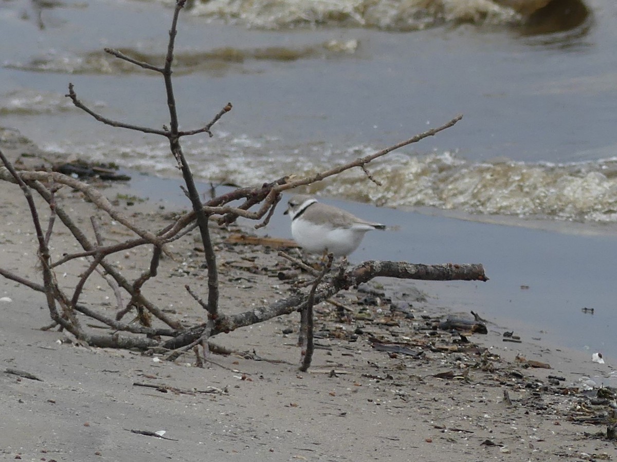 Piping Plover - ML618885838