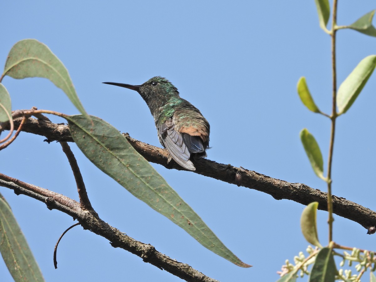 Copper-rumped Hummingbird - ML618885851