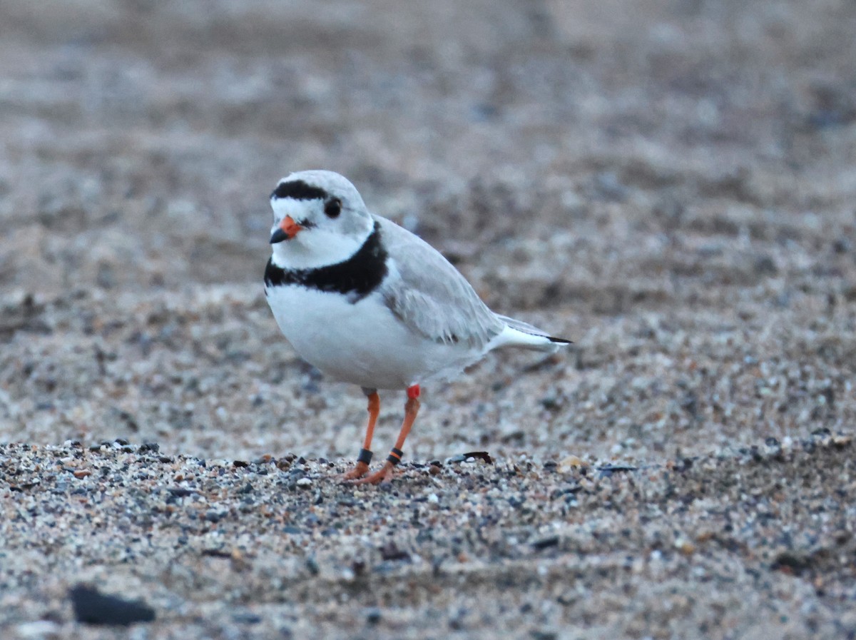 Piping Plover - ML618885855