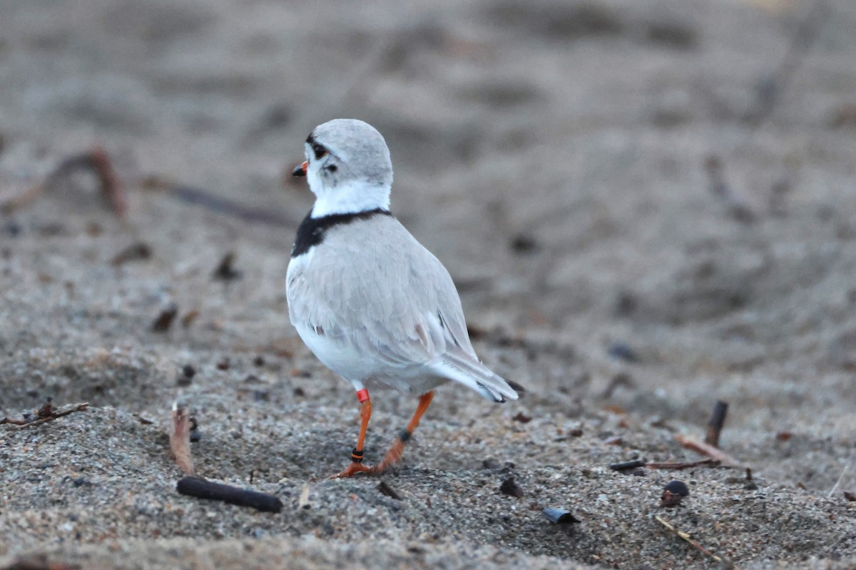 Piping Plover - ML618885857