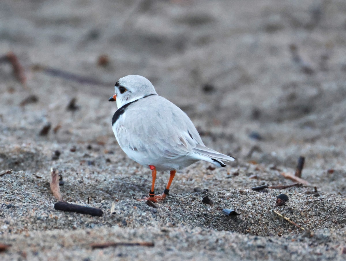 Piping Plover - ML618885858