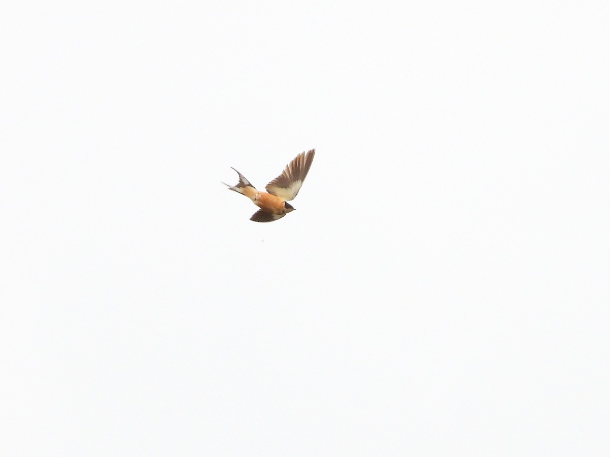Rufous-chested Swallow - ML618885932