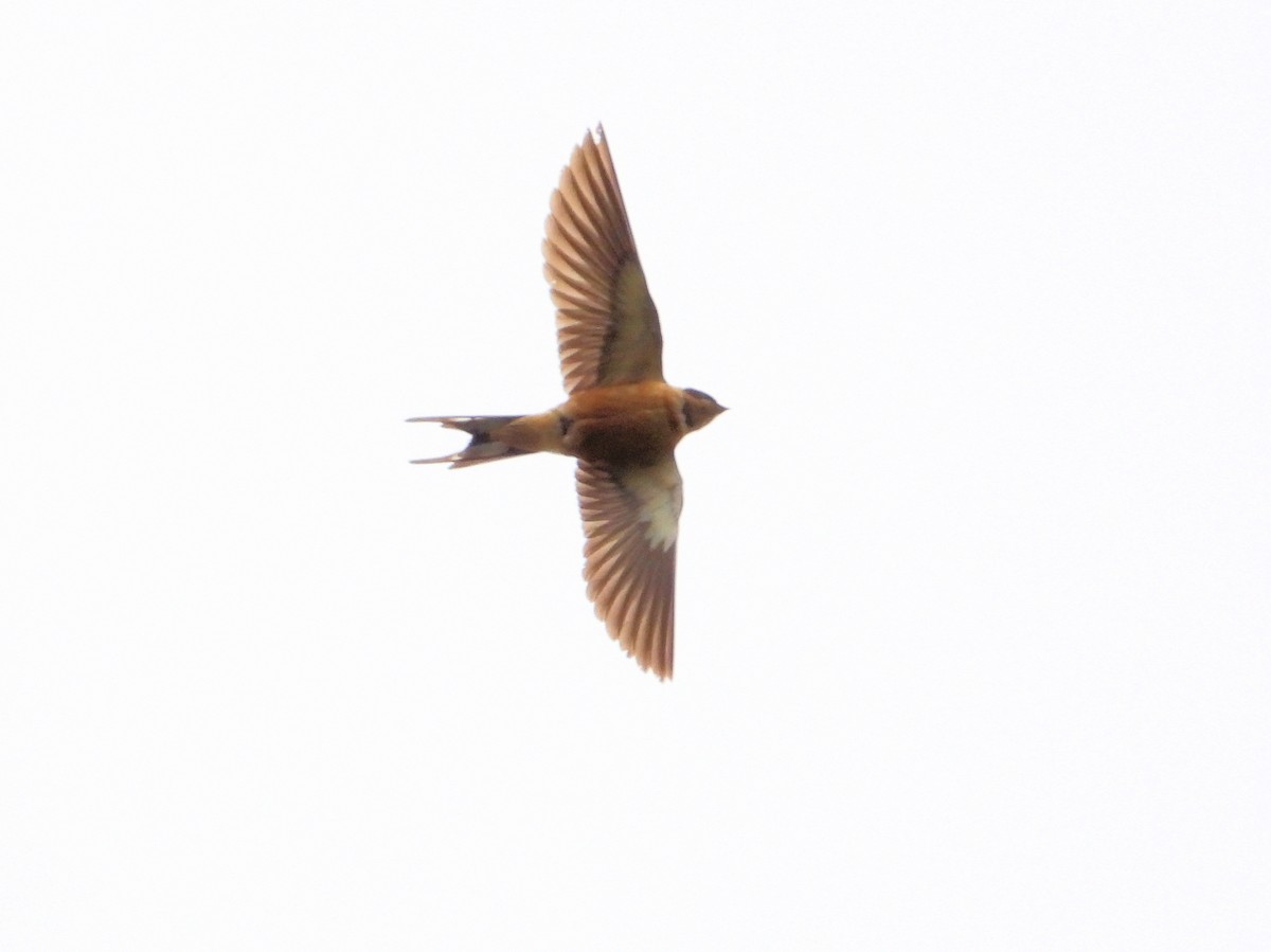 Rufous-chested Swallow - ML618885948