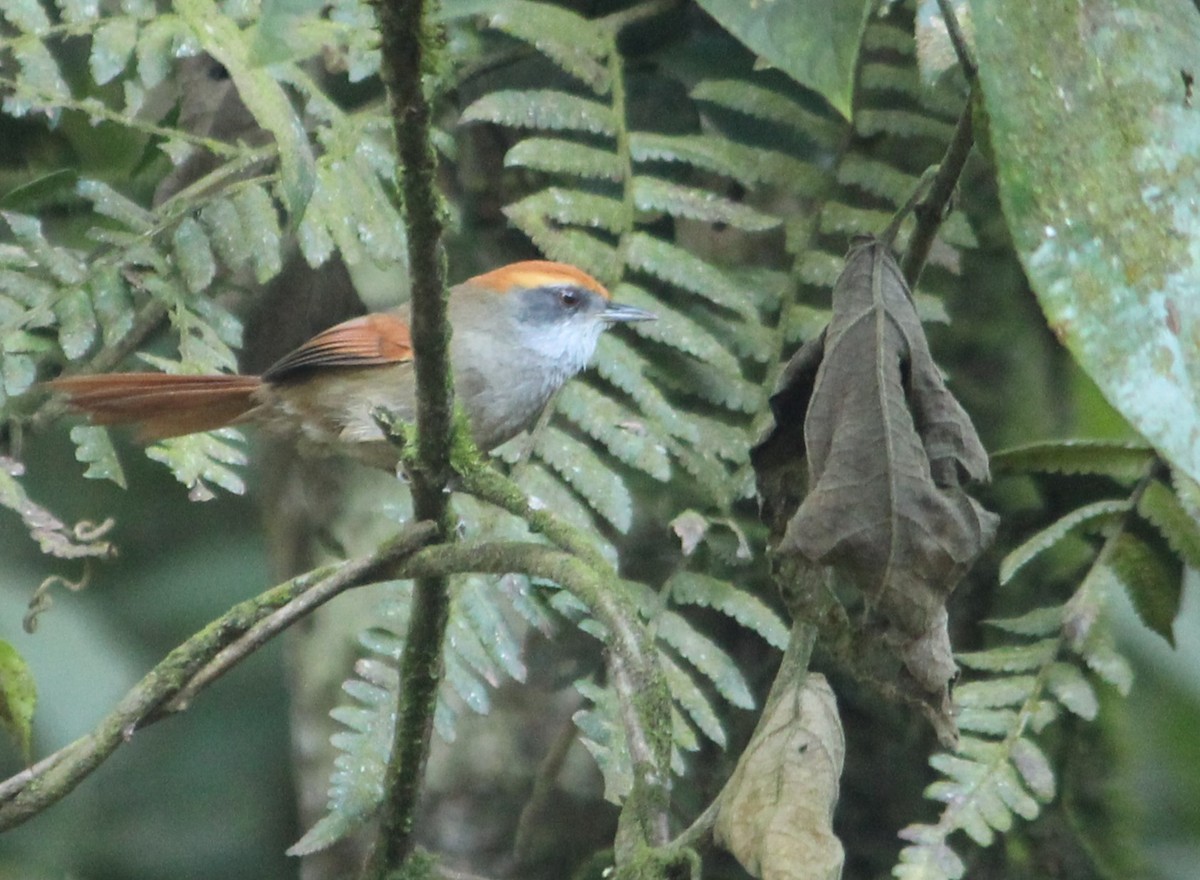Rufous-capped Spinetail - ML618885949