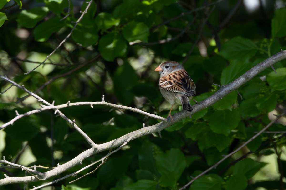 Field Sparrow - R M