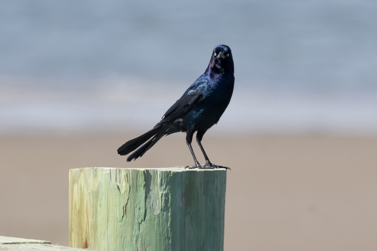 Boat-tailed Grackle - ML618885958