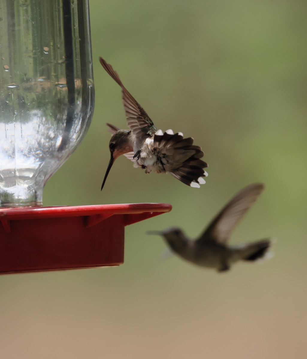 Black-chinned Hummingbird - Fernanda Araujo
