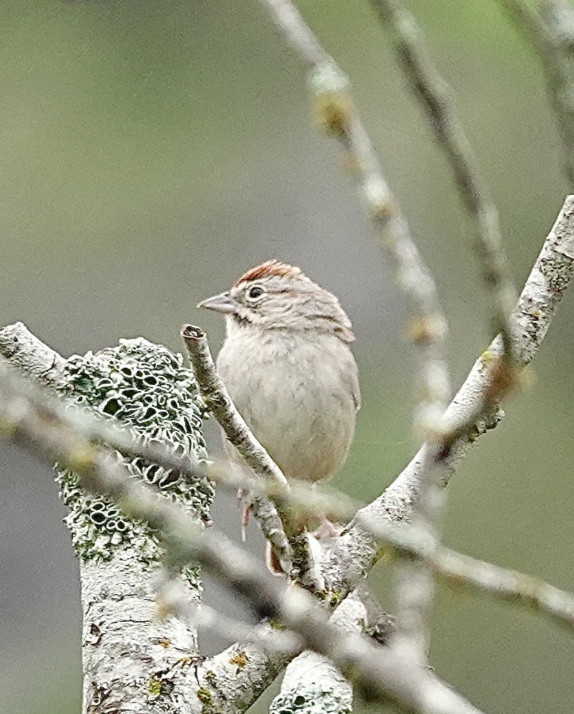 Rufous-crowned Sparrow - ML618886034