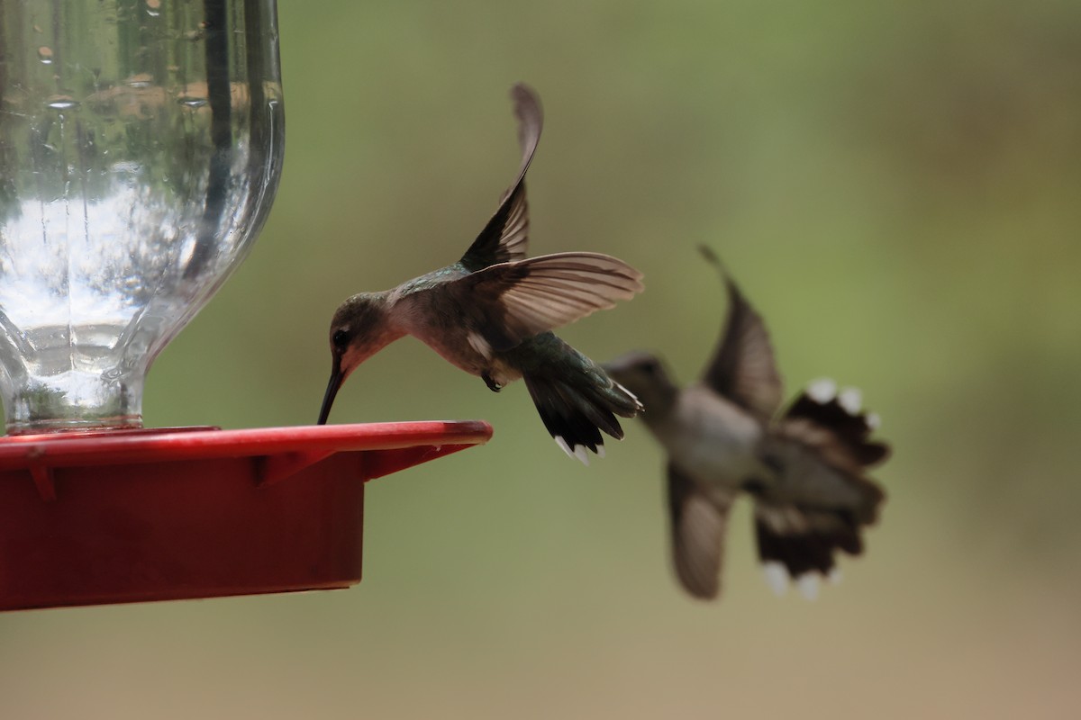Black-chinned Hummingbird - ML618886037