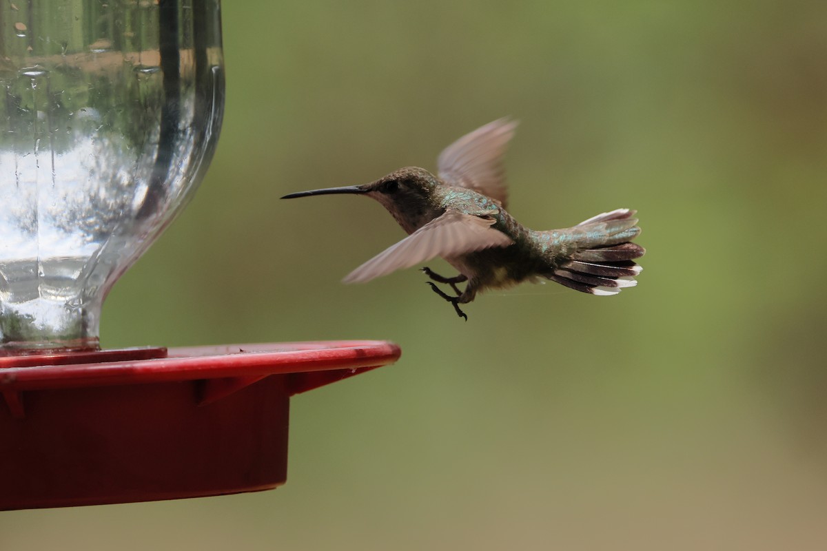 Black-chinned Hummingbird - ML618886038