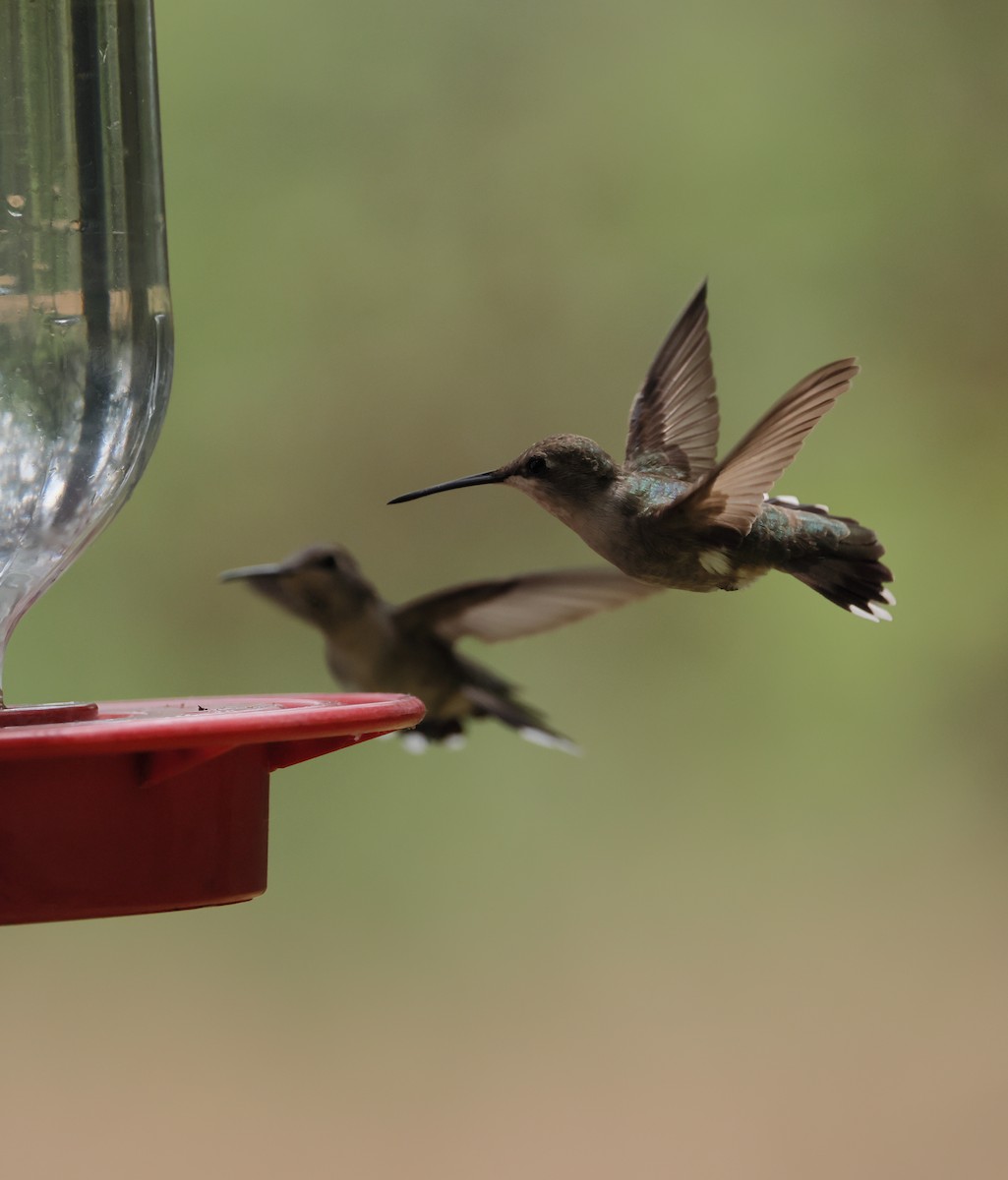 Black-chinned Hummingbird - ML618886048