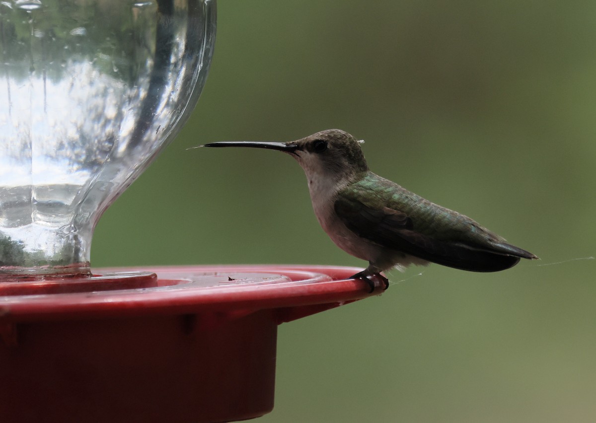 Black-chinned Hummingbird - ML618886054