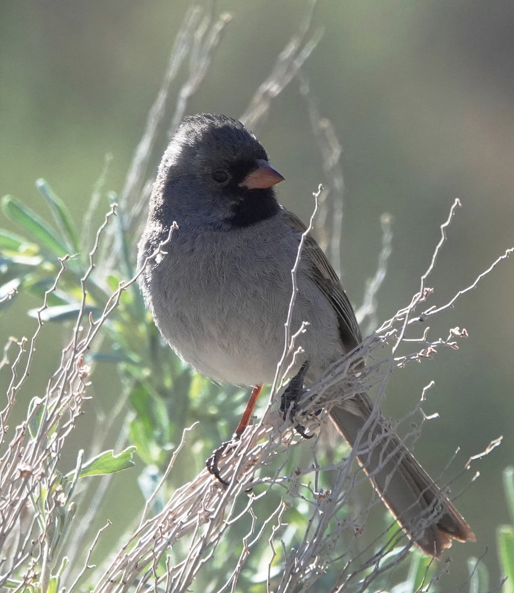 Black-chinned Sparrow - Cheryl Carlile