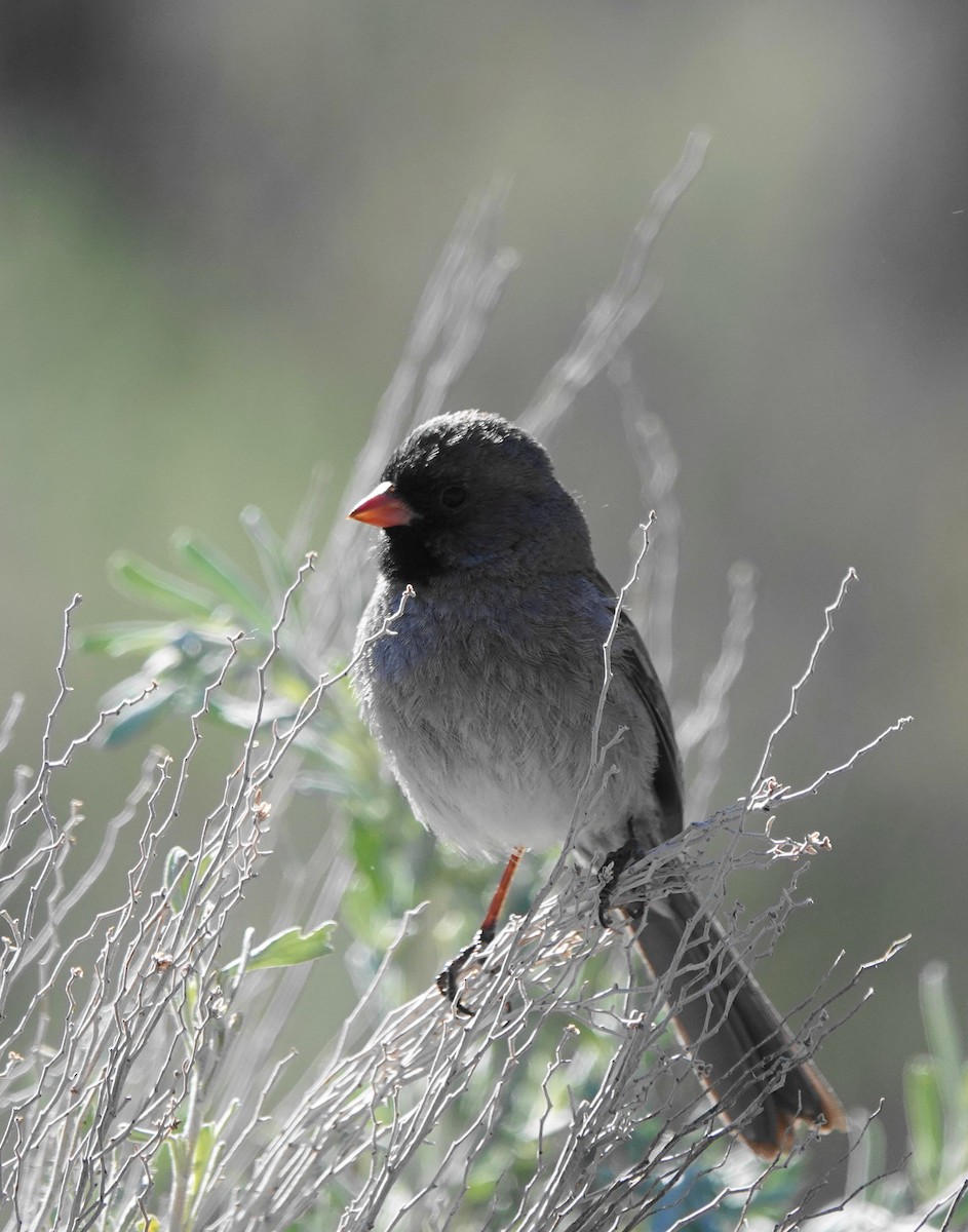 Black-chinned Sparrow - Cheryl Carlile