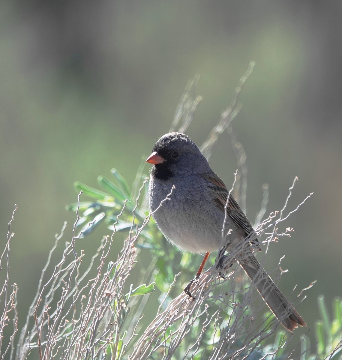 Black-chinned Sparrow - ML618886066