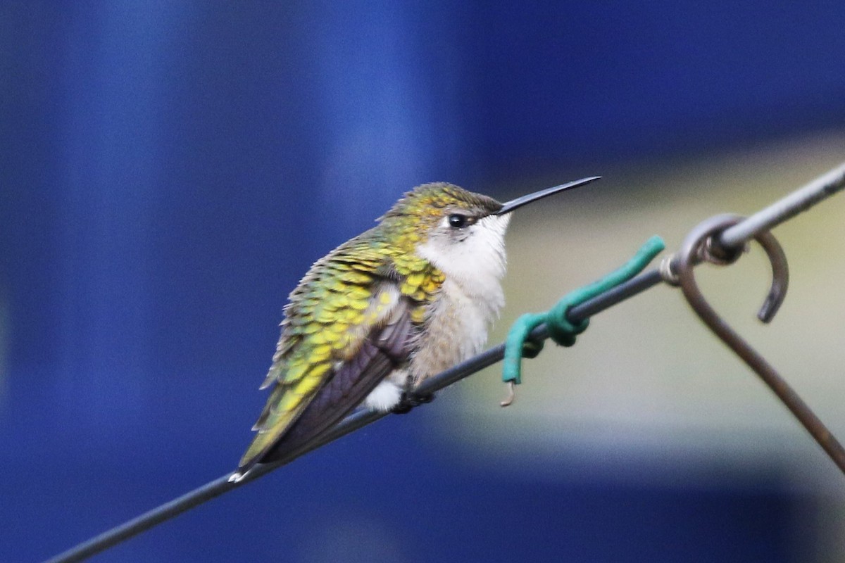 Ruby-throated Hummingbird - walter sliva