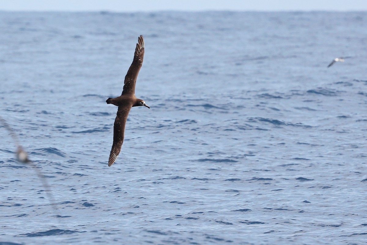 Albatros à pieds noirs - ML618886084