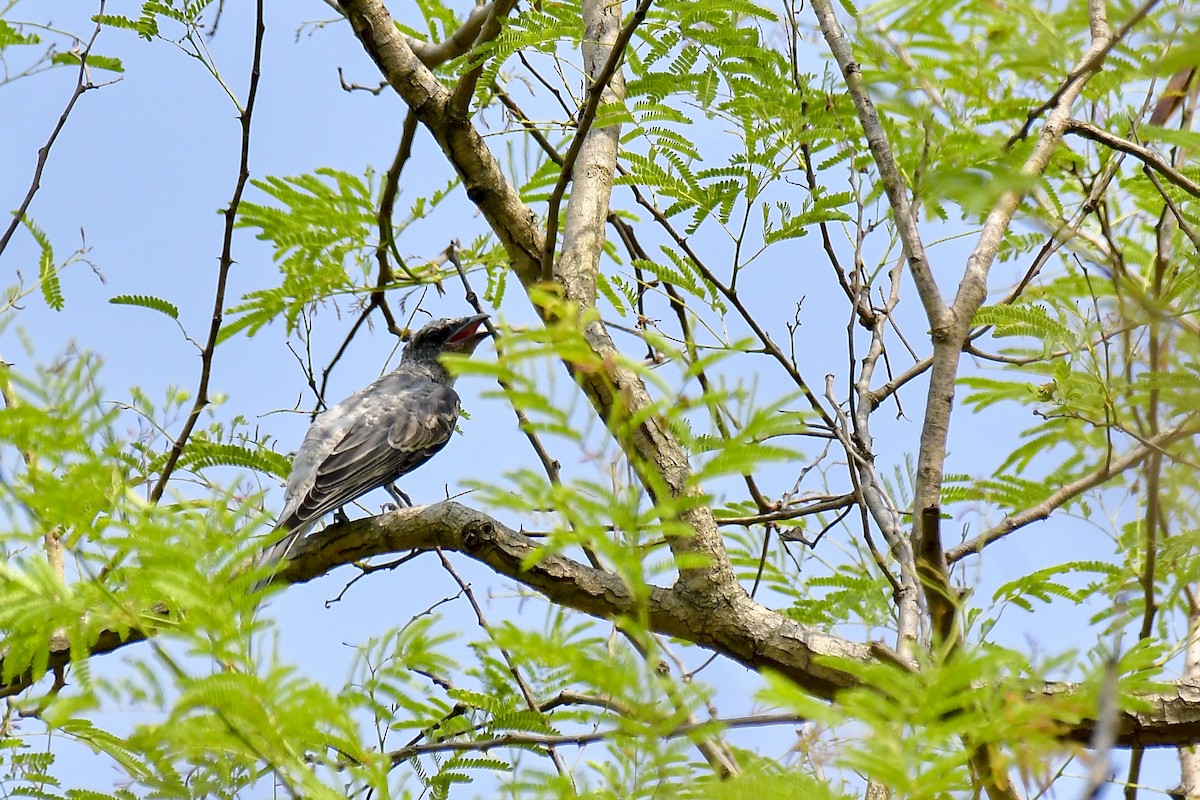 Large Cuckooshrike - Sathish Ramamoorthy