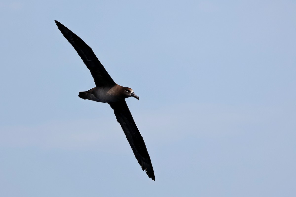 Albatros à pieds noirs - ML618886093