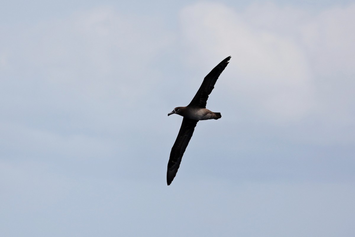 Albatros à pieds noirs - ML618886103