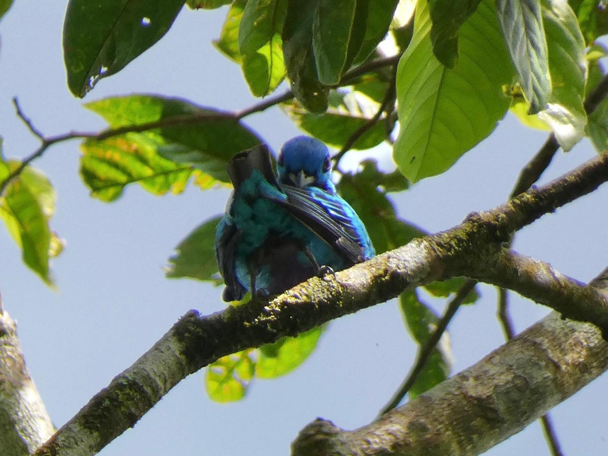 Blue Cotinga - Andros Huff Gimbel