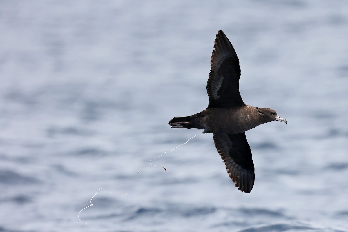 Flesh-footed Shearwater - ML618886142