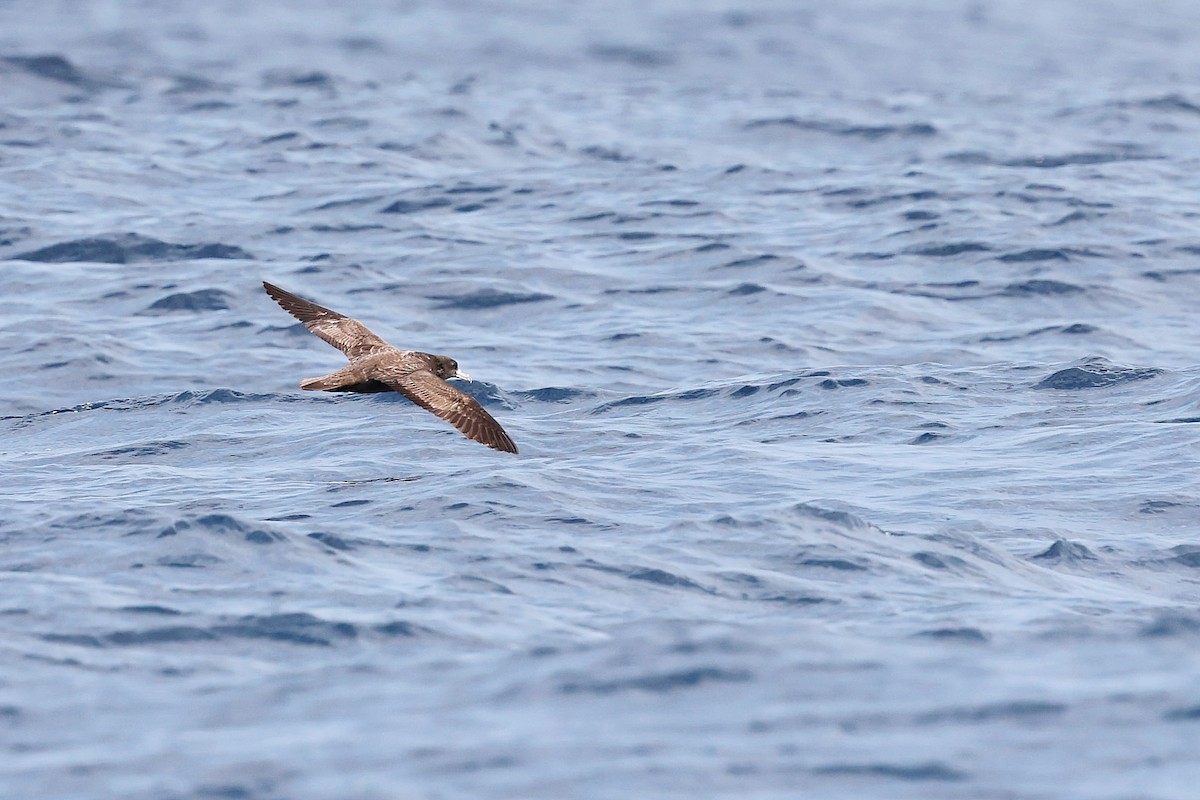 Flesh-footed Shearwater - ML618886147