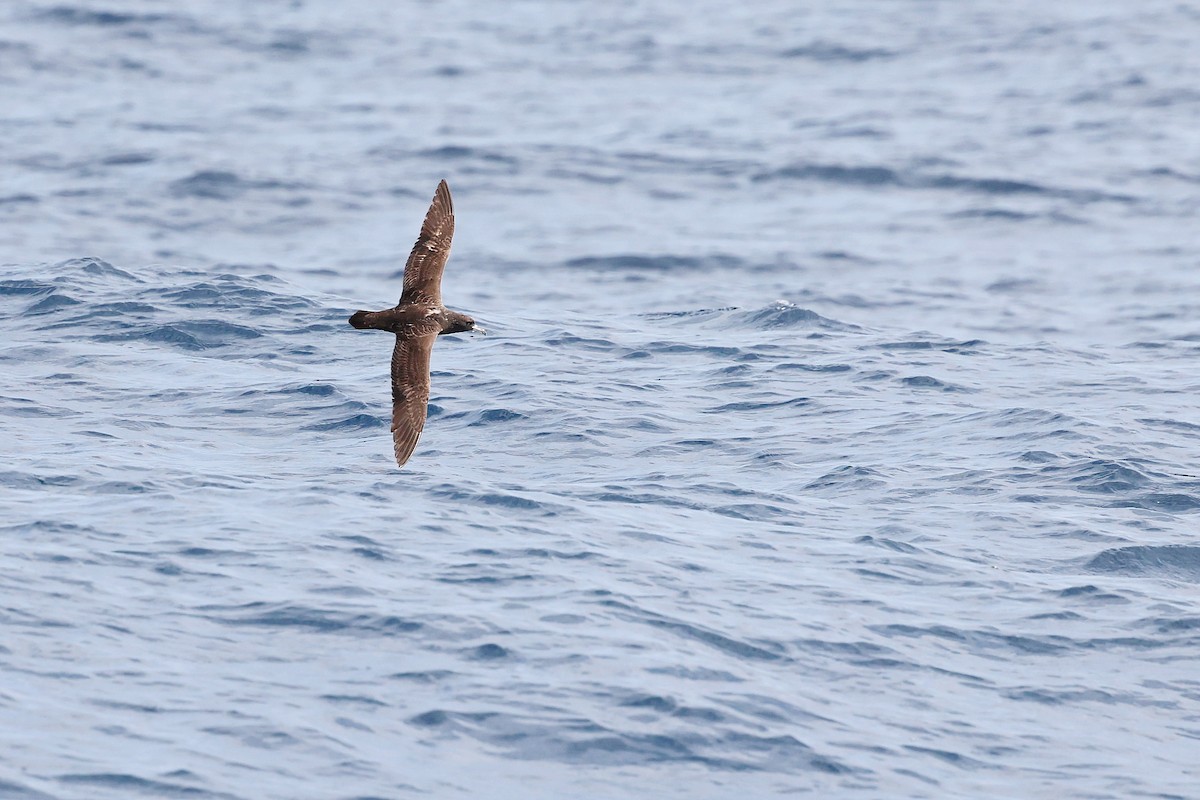 Flesh-footed Shearwater - ML618886148