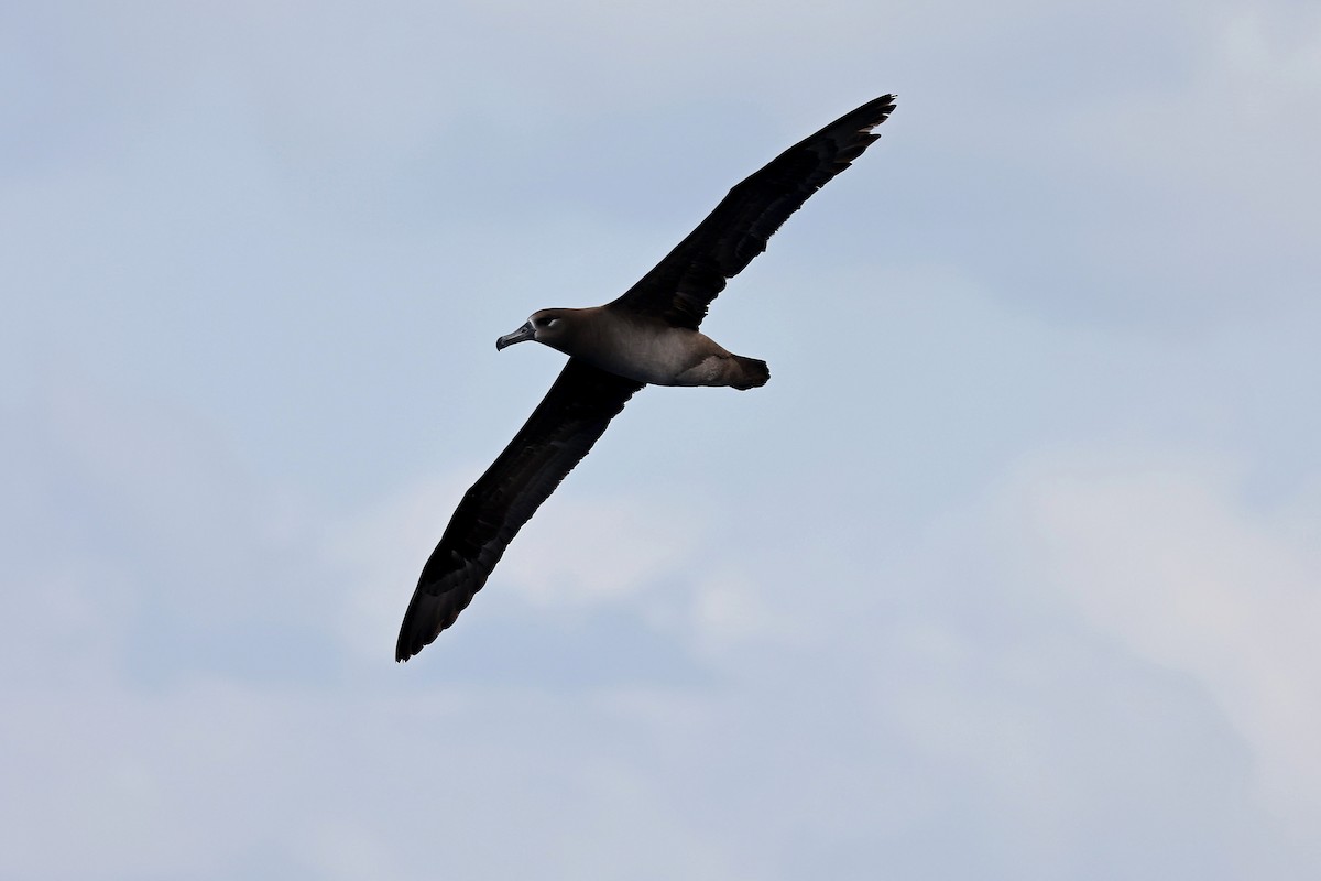 Albatros à pieds noirs - ML618886156