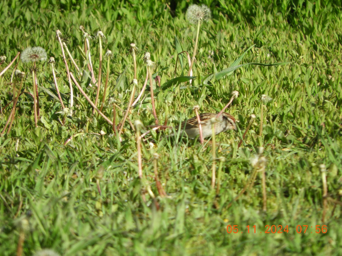 Chipping Sparrow - Allison Moody