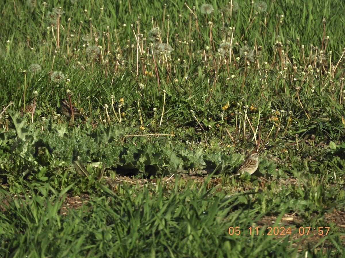 Chipping Sparrow - ML618886167