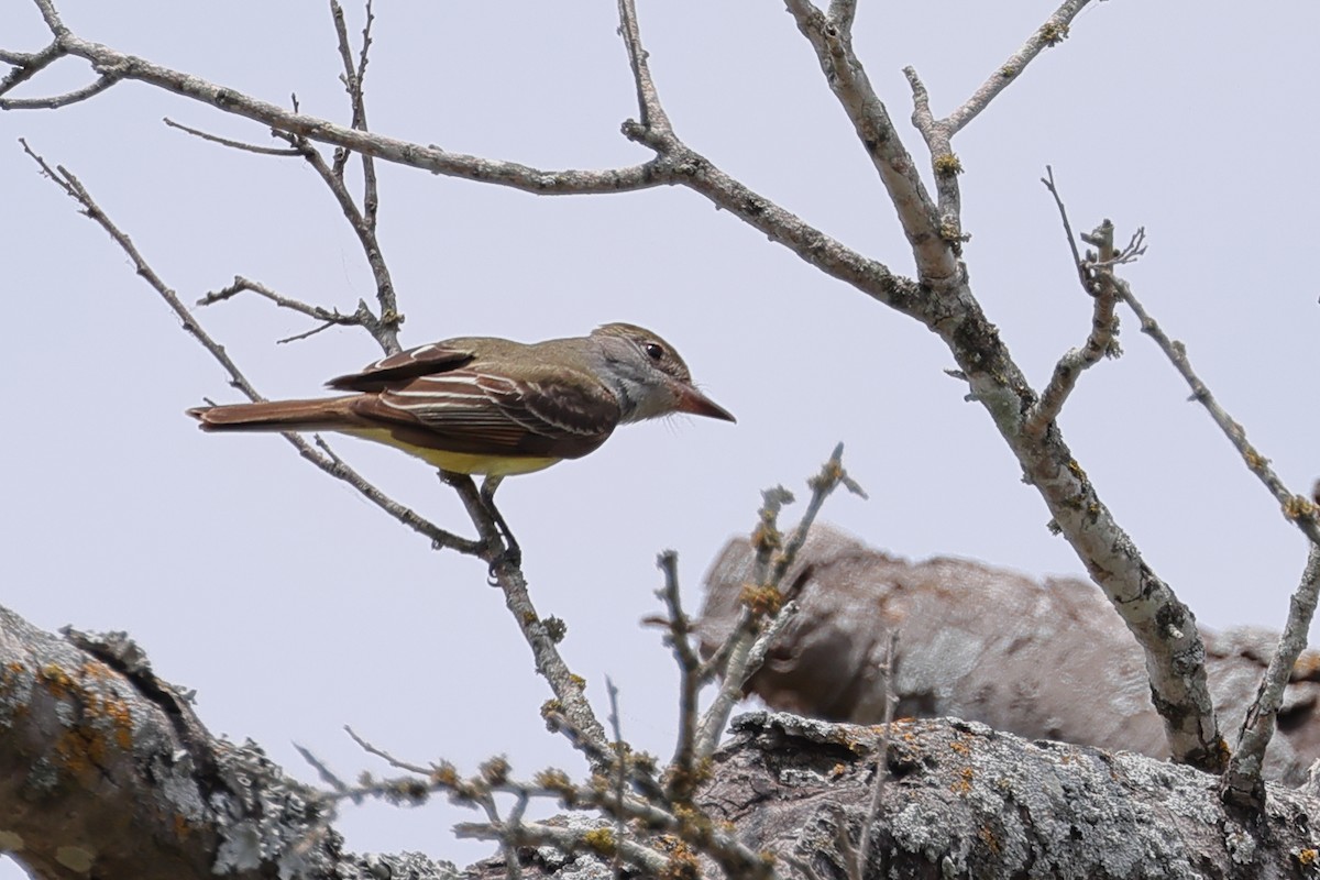 Great Crested Flycatcher - ML618886184