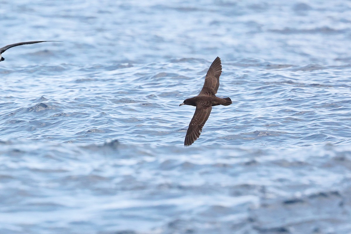 Flesh-footed Shearwater - ML618886188