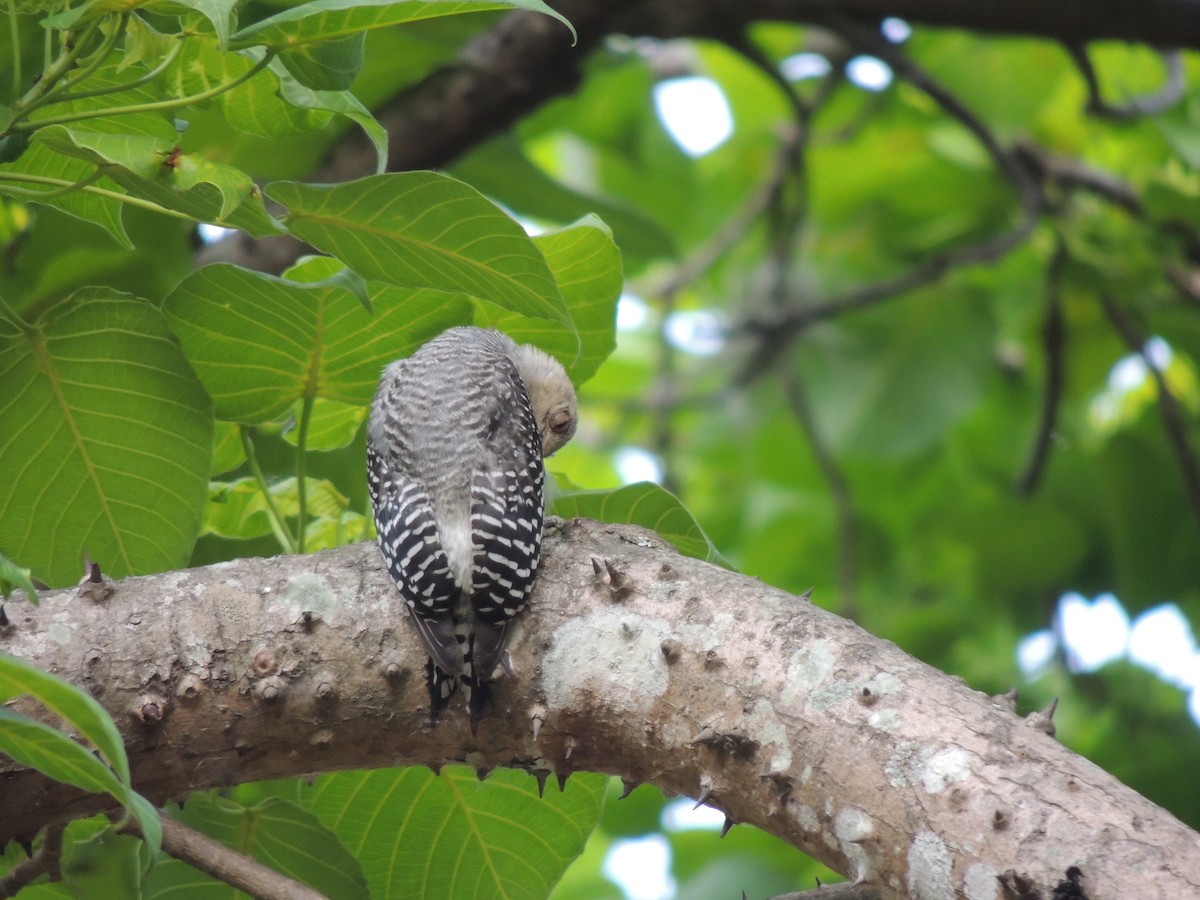 Red-crowned Woodpecker - ML618886200